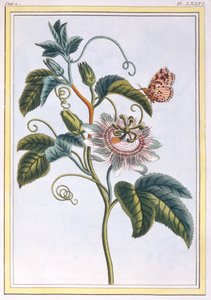 La Grenadille oder Le Maracot (Blaue Passionsblume), ca. 1766